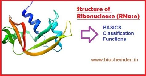 What is RNase? What is the importance in living things?