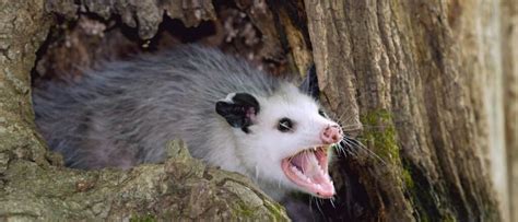 Rat vs Opossum: What Are The Differences? - Wiki Point