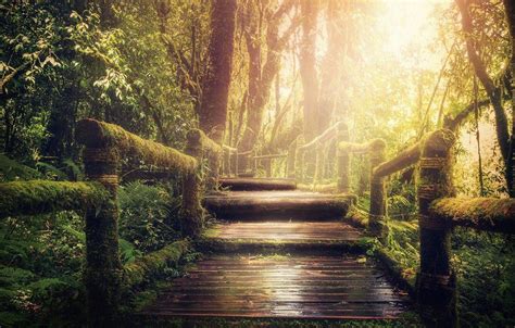 Jungle Bridge Wallpapers - Top Free Jungle Bridge Backgrounds ...