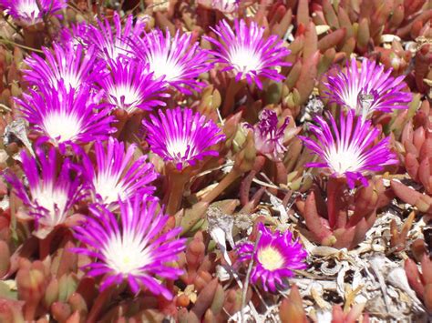 Free Stock Photo 1527-purple flowers | freeimageslive