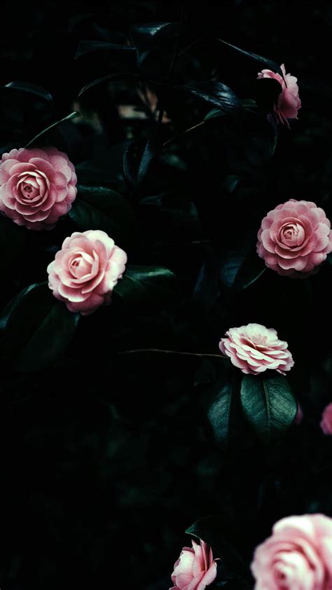 Flower Aesthetic Dark Wallpapers - Wallpaper Cave