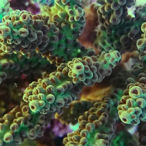 Acropora Coral – Aquarium Installation and Maintenance Services Thousand Oaks CA