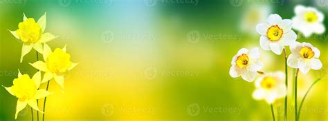 Spring flowers of daffodils. 10021786 Stock Photo at Vecteezy