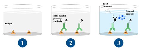 Elisa - Overview Of Elisa Types Of Elisas Cell Signaling Technology : It's used to determine if ...