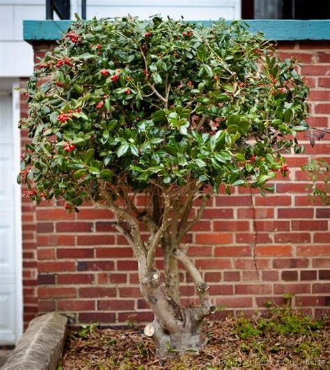 Holly bush- love this pruning job!!! #food | Shade garden, Holly bush ...