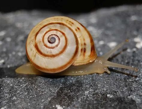 Common Garden Snail Facts | Fasci Garden