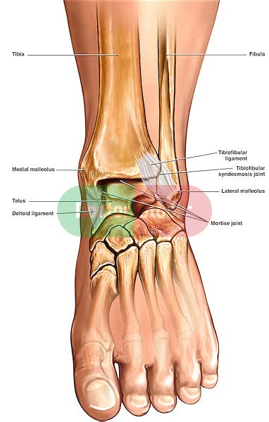 Normal Anatomy of the Ankle | Doctor Stock