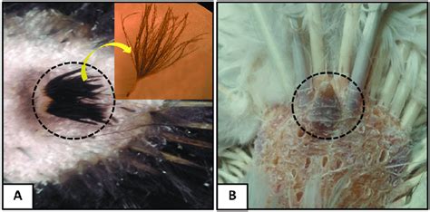 Gross anatomy of uropygial gland in duck (A) and pigeon (B). Double... | Download Scientific Diagram