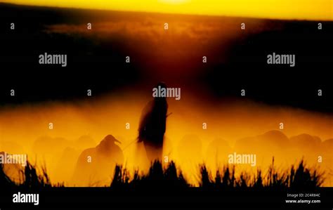 Sunset nature and shepherd. Sunset nature background. Sheeps and shepherd silhouette Stock Photo ...