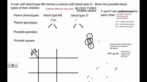 View Blood Type B Alleles Images | Blood Type