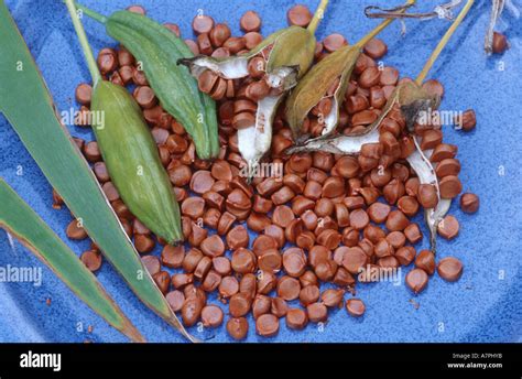 yellow iris, yellow flag (Iris pseudacorus), seeds, fruits and leaves ...