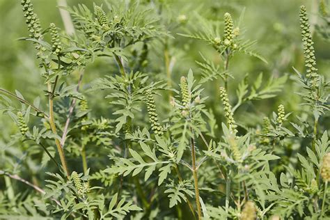 Ragweed Pollen Allergy | AAFA.org