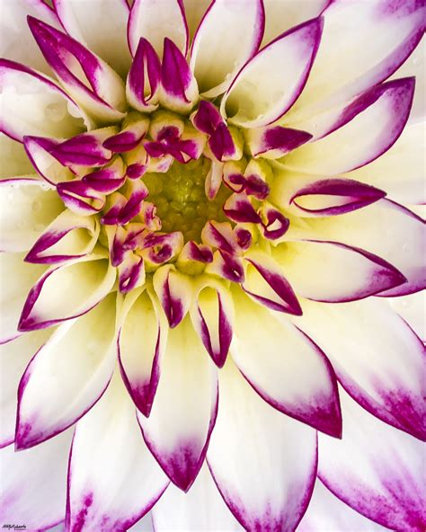 Macro Flower Photography Tip #11 – Mike McRoberts Photography