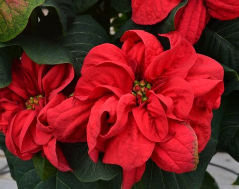 Top 5 Poinsettia Plant Varieties | Fairview Garden Center