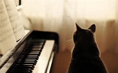 Piano Cat Wallpapers - Wallpaper Cave