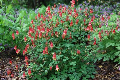 Columbine | Plant Profile | Sylvan Gardens Landscape Contractors