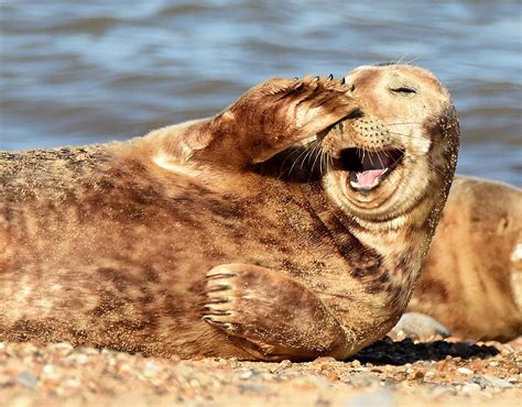 Hilarious Moment Seal Is Snapped Rolling Around On A Beach After ...