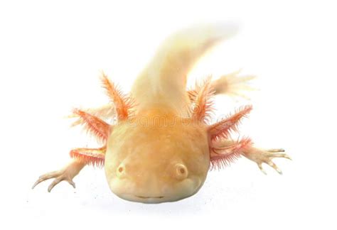 Axolotl. Mexican salamander in front of a white background , #Ad, #salamander, #Mexican, # ...