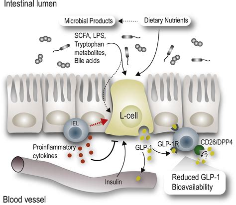 Gut T Cells Feast on GLP-1 to Modulate Cardiometabolic Disease: Cell ...