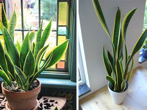 9 Indoor Plants You Can't Kill (So Easily) | Atap.co