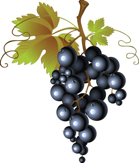 Grape Leaves Drawing at GetDrawings | Free download