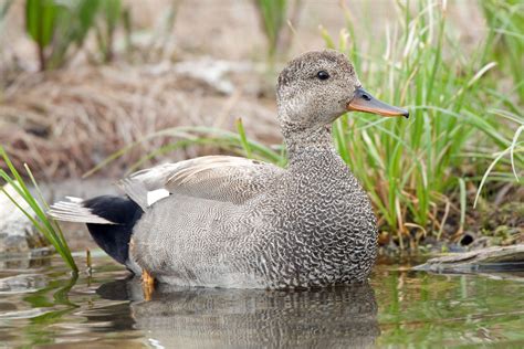 Gadwall — Ducks Unlimited Canada