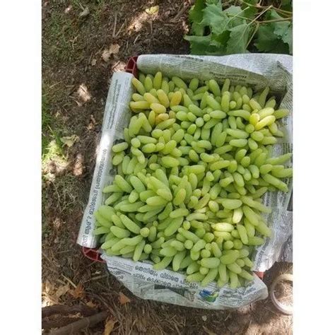 Green A Grade Thompson Seedless Grapes, Packaging Type: Carton ...