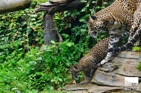 Woodland Park Zoo Blog: Jaguar cubs take first practice steps outside