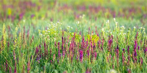 How to Get Rid Of Sage Grass and Improve Your Yard! - GFL Outdoors