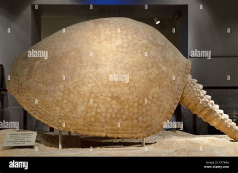 Fossil bony shell and tail of a Simpson's Glyptodont (Glyptotherium floridanum), a giant ...