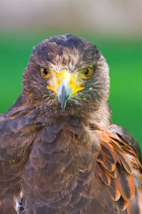 Golden eagle close up stock photo. Image of carnivore - 33088218