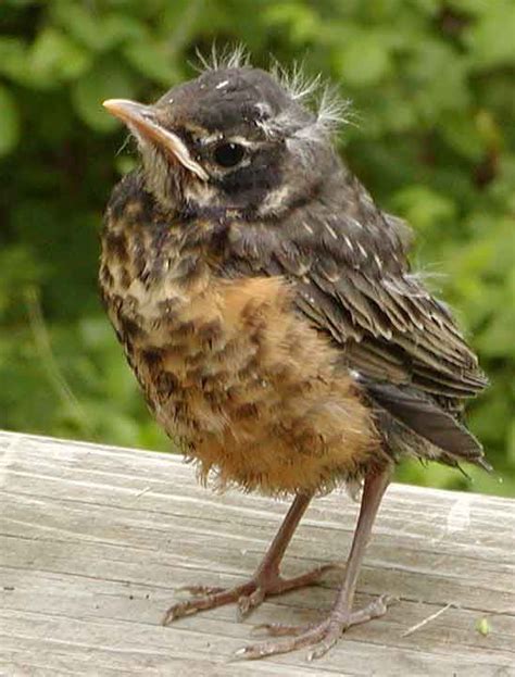 fledgling birds - Google Search | Birds, Avian, Species