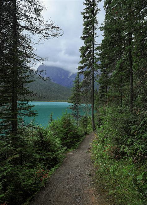 Emerald Lake Hiking Path Yoho Photograph by Dan Sproul - Fine Art America