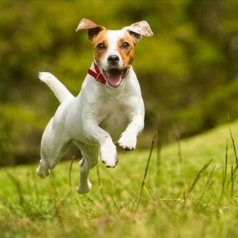 How Much Do Jack Russell Puppies Cost