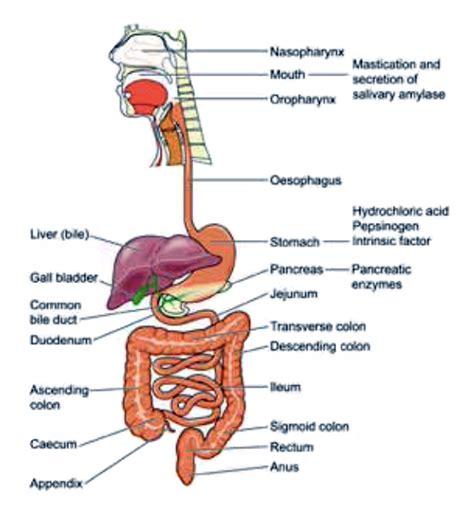 Understanding How The Bowel Works - Bladder & Bowel Community