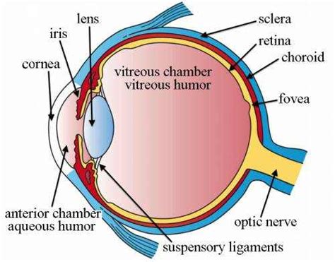 Aqueous Humor Function: What You Should Know | EYExan.com