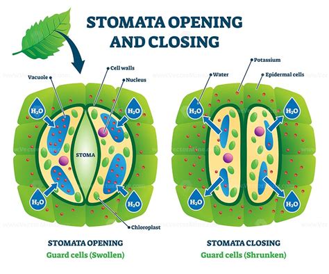 Stomata Leaf Diagram