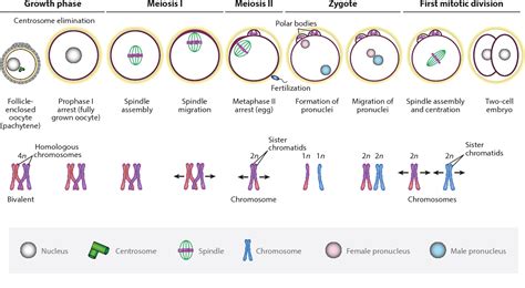 [PDF] Assembly and Positioning of the Oocyte Meiotic Spindle. | Semantic Scholar