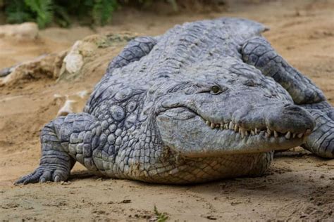 Crocodile Teeth: Everything You Need to Know - A-Z Animals