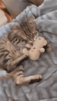 Cat Hug Teddy Bear Gif