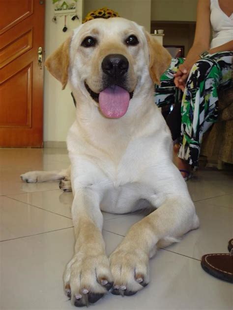 Labrador Training HQ (LabTrainingHQ) on Twitter | Puppies and kitties, Dog training tips, Lab dogs