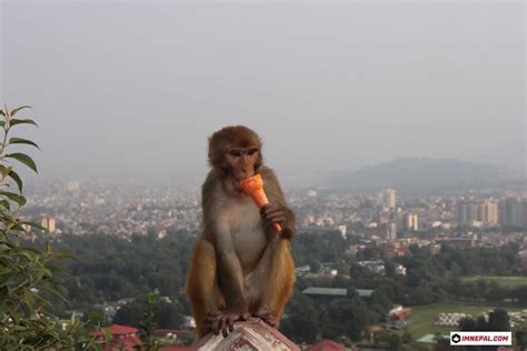 Swayambhunath Temple - Everything About Monkey Temple Of Nepal