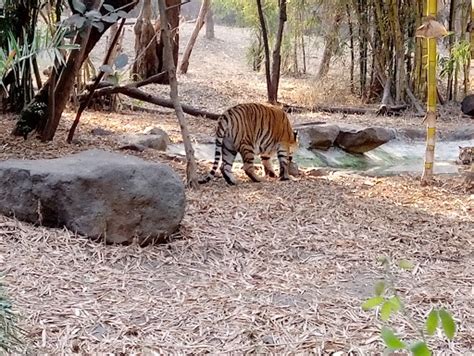 Rajiv Gandhi Zoological Park Pune - Zoo and Wildlife Sanctuary in Pune | Joon Square