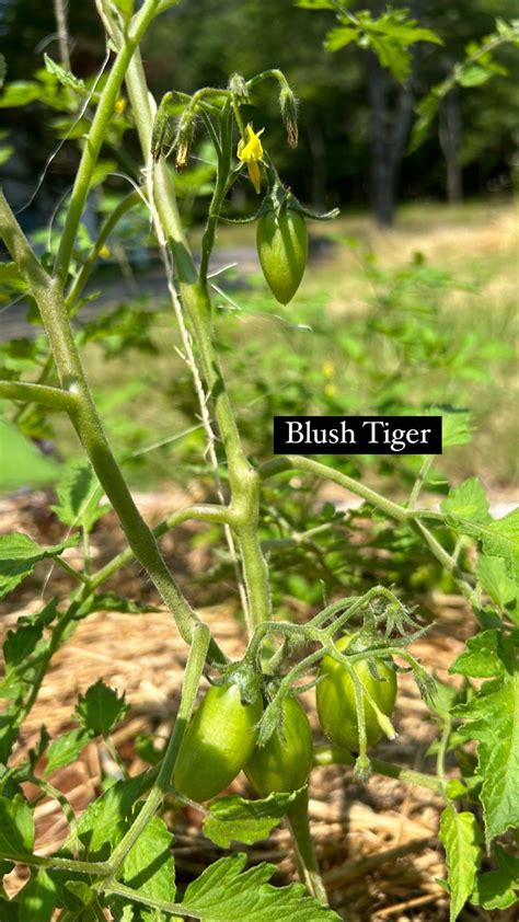 Baby tomatoes, finally : r/gardening