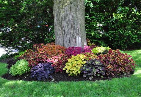 Landscaping Around Trees - Ideas You Should Not Miss! - Top Dreamer