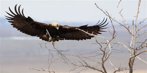 Researching the Eastern Imperial Eagle - NABU beyond borders