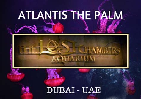 The Lost Chambers Aquarium - Atlantis, The Palm | Blogs by FA