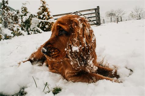 Tan Dog Lying on Snow · Free Stock Photo