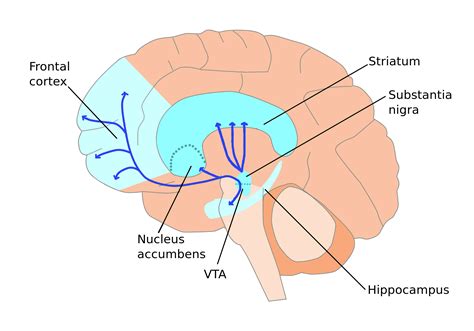 Brain Reward Pathways » Laboratory of Addiction Genetics | Blog Archive ...