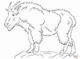 Mountain Goat Coloring Pages sketch template